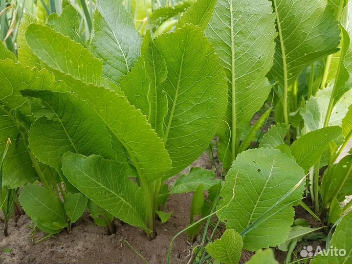 Листья хрена