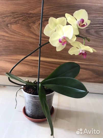 Орхидея фаленопсис