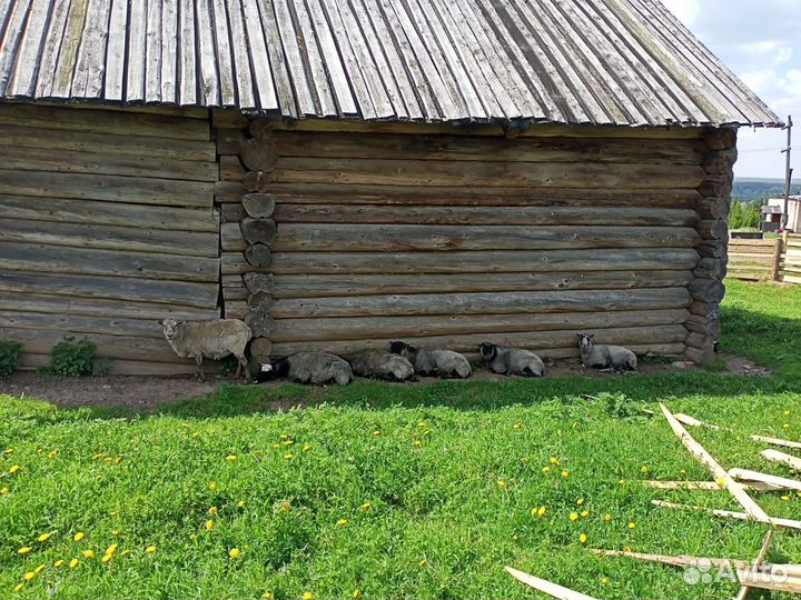 Овцы и бараны