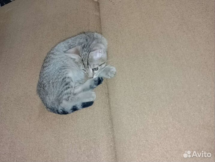 Отдам котенка в добрые руки