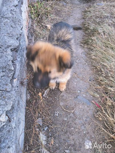 Собака в добрые руки отдам бесплатно щенки