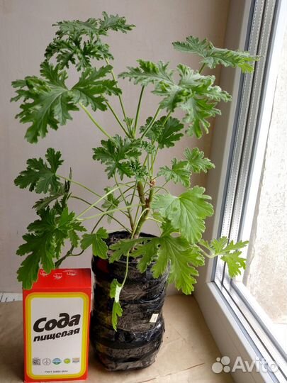 Душистая герань