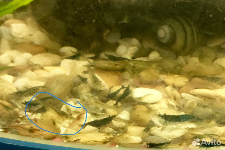 Аквариумные креветки голубая мечта отбраковка