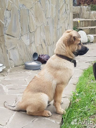 Щенок девочка 3 месяца