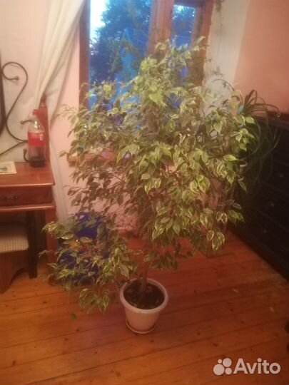 Фикус Бенджамина большой