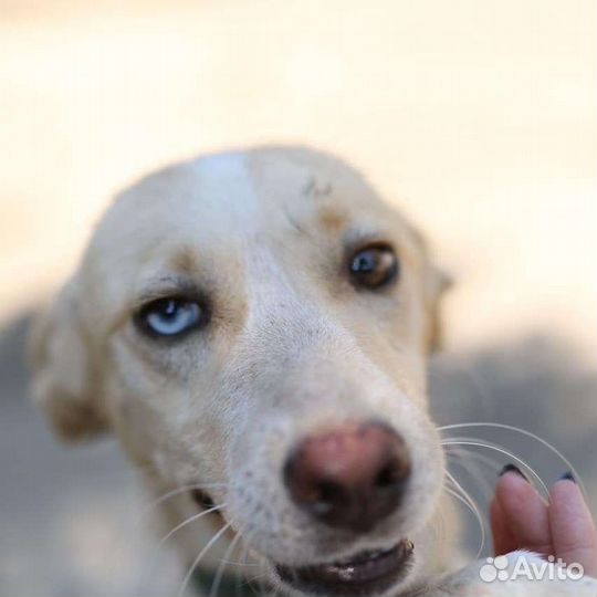 Собака в добрые руки девочка(метис хаски)
