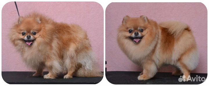 Породный груминг (стрижка) шпица