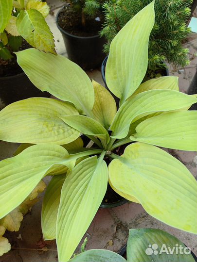 Хоста, астильба, отчиток, гейхера,монарда,хвойные