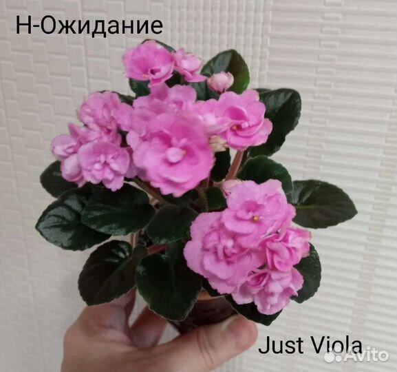 Сортовые фиалки