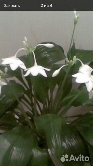 Эухарис амазонская лилия