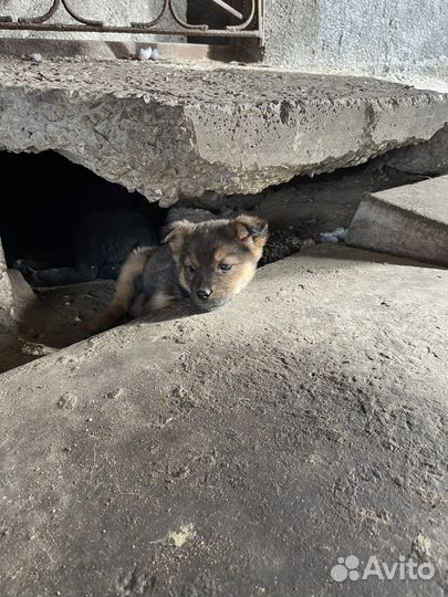 Щенки дворняжки