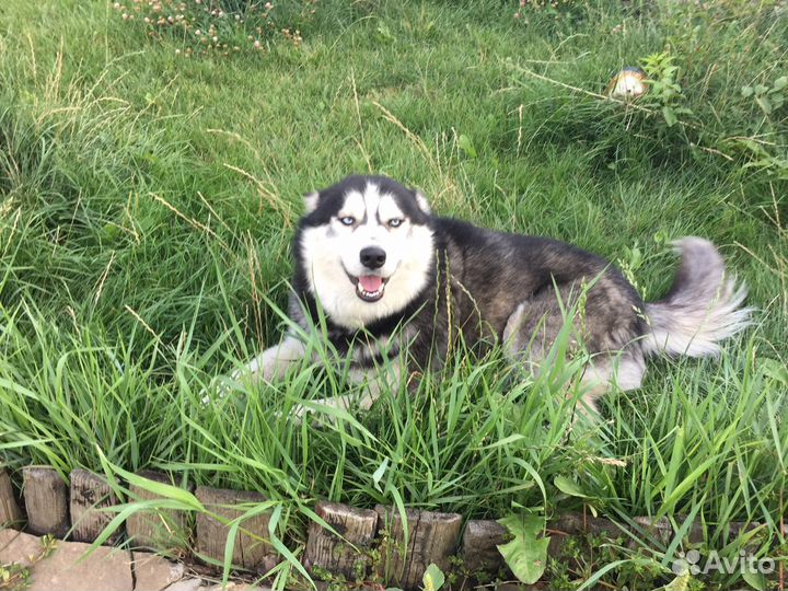 Кобель для вязки