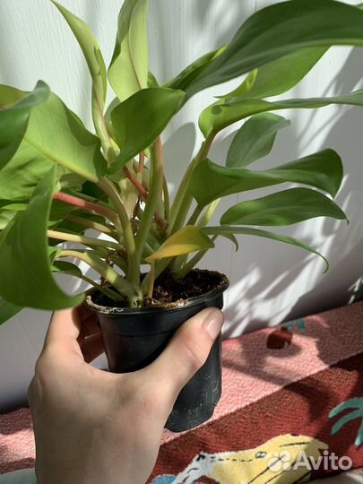 Рафидофора декурсива, фил малай голд