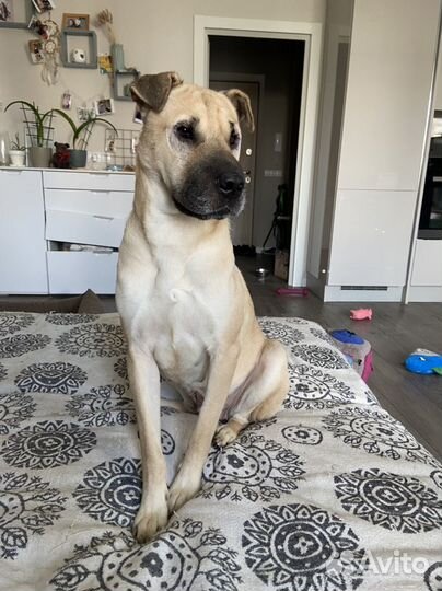 Шарпей девочка в добрые руки