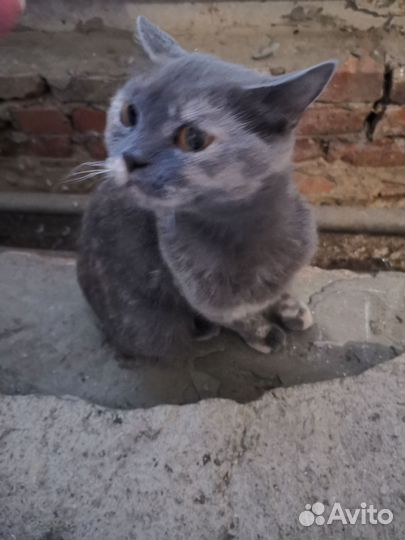 Британская