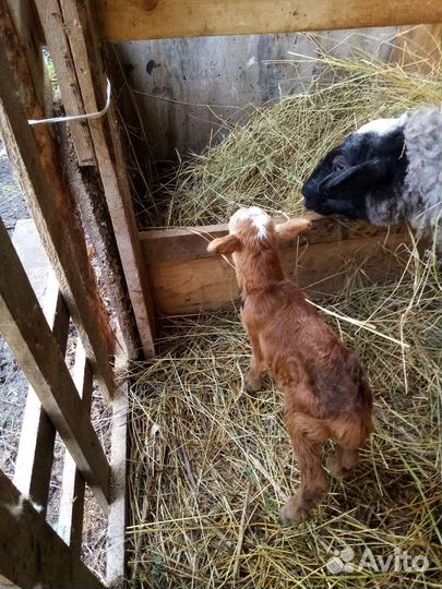 Бараны овцы ягнята