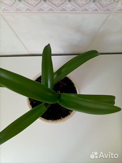 Гиппеаструм