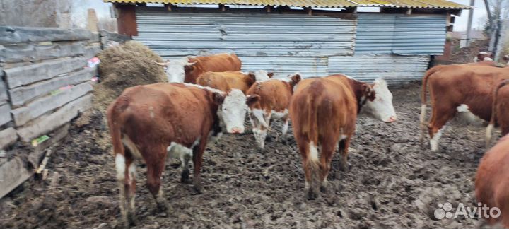 Бычки, тëлочки, коровы