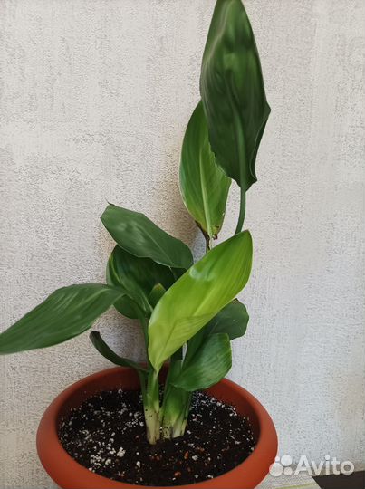 Стрелиция, филодендроны, пилея, традесканция