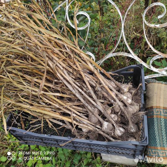 Чеснок на посадку