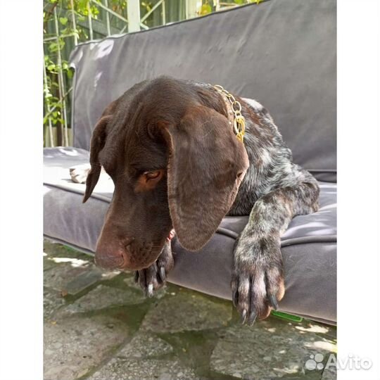 Отдам курцхаар