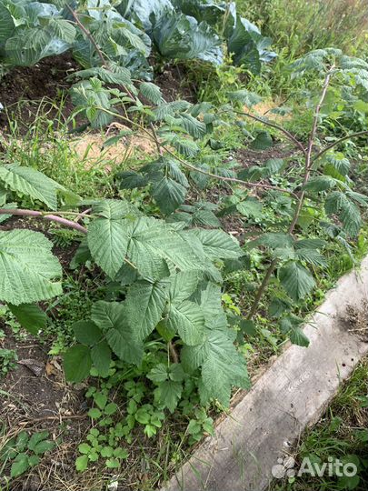 Саженцы малины