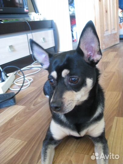 Передержка, выгул Вашего питомца 