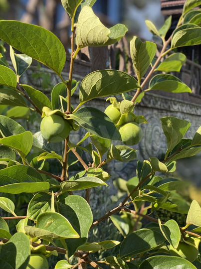 Участок 7 сот. (ИЖС)