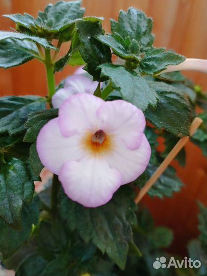 Ахименес сортовой Amie Saliba, Sugar Lend