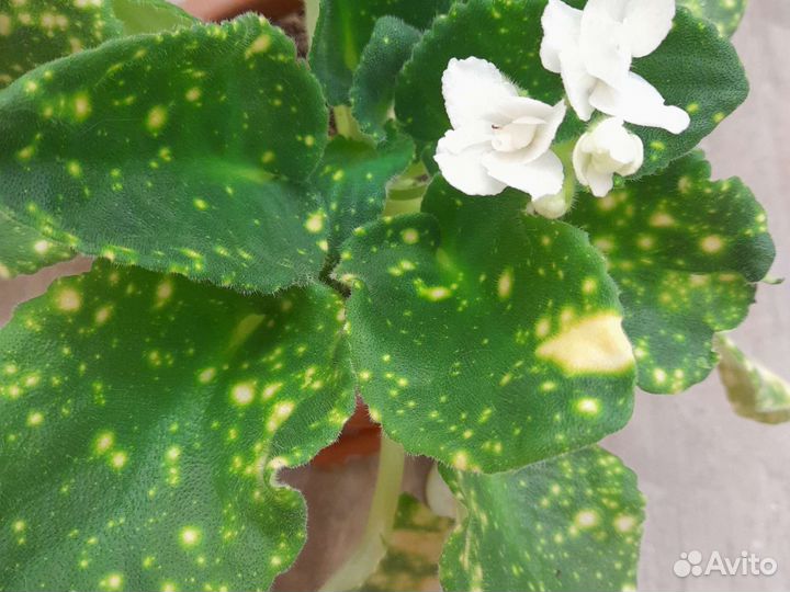 Сортовыая фиалка Космическая Фея