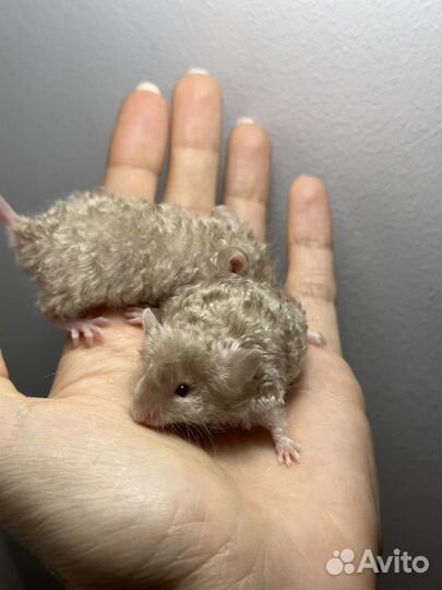 Мышки декоративные тексель и сатин