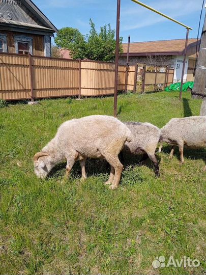 Овцы, Бараны