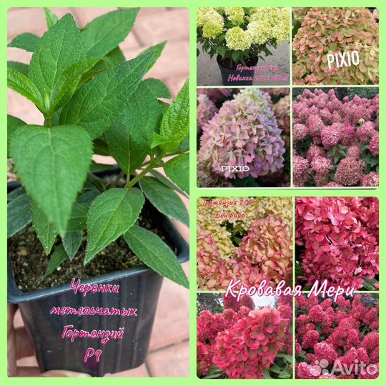 Гортензия Кровавая Мери (Бонфайер) Пиксио