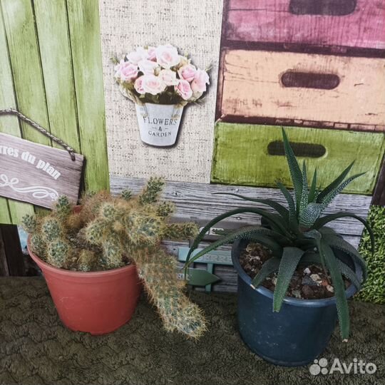 Суккуленты и кактусы