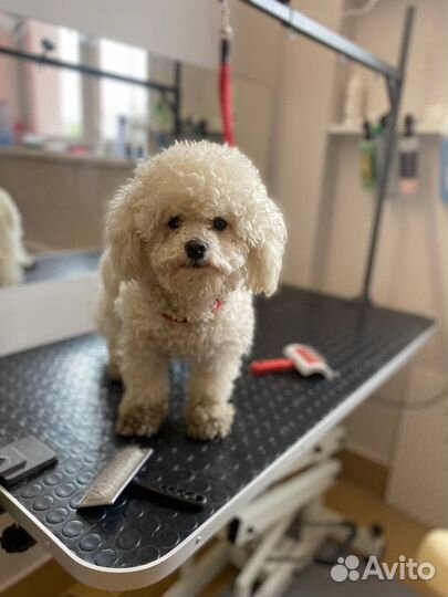 Профессиональная стрижка собак и кошек