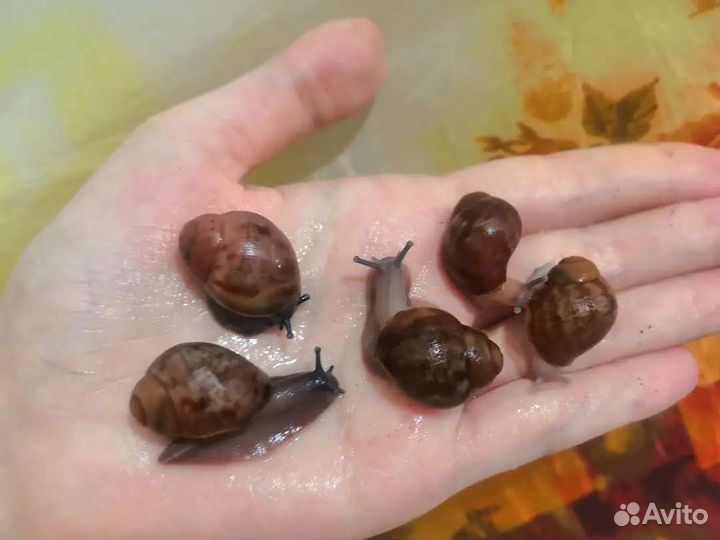 Улитки ахатины и архахатины