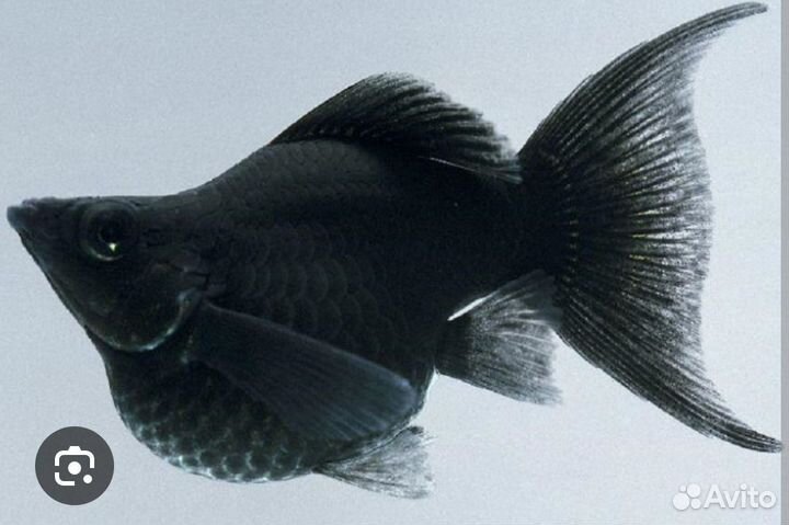 Рыбы Моллинезии в ассортименте