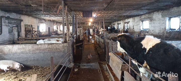 Фермерское хозяйство, крупнорогатый скот