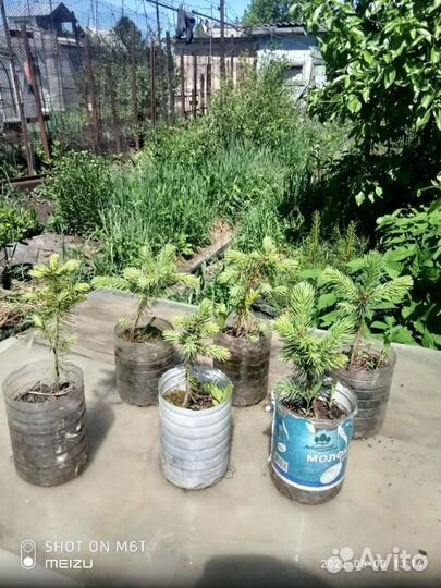 Ель Энгельмана (лат. Picea engelmannii)