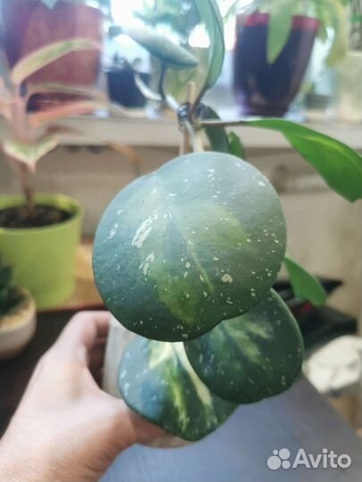 Хойя на срез и не только