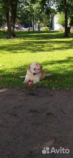 Кобель лабрадора вязка,случка