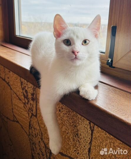 Милый котенок ищет дом