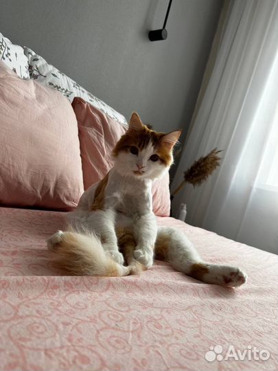 Отдам кота в добрые руки