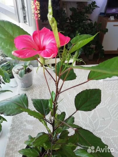 Гибискус купера