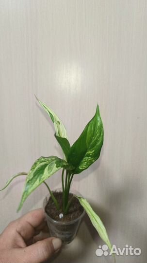 Спатифиллум Сноу кап