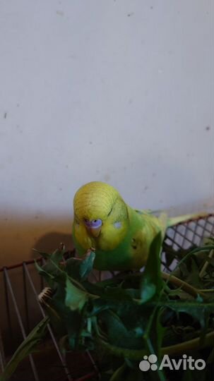 Попугаи получехи птенцы