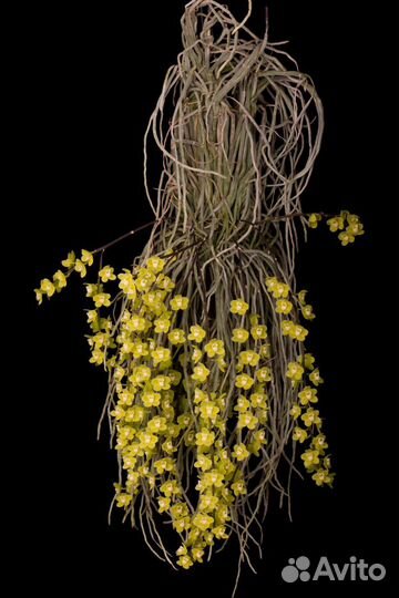 Орхидея. Шилошиста. Chiloschista parishii