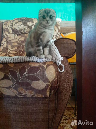 Шотландская кошечка