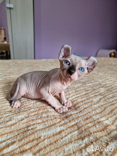 Канадский сфинкс Эльф