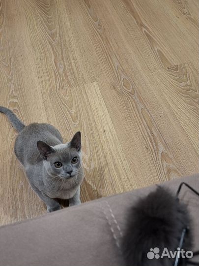 Бурманский котик